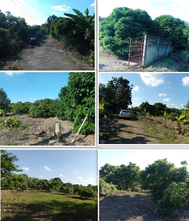 🏡 ขายที่ดินสวนลำไย ทำเลดี ใกล้ถนนซุปเปอร์ฯเชียงใหม่-ลำปาง 1
