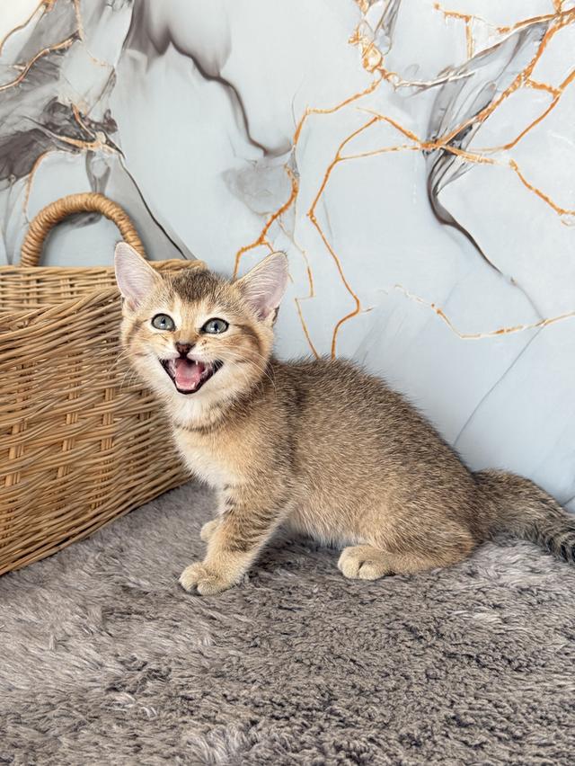 ลูกแมวพันธุ์บริติชแท้ รูปที่ 4