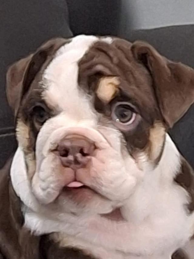 English Bulldog Puppies | WhatsApp me : +66 63 826 3042 รูปย่อยที่ 4