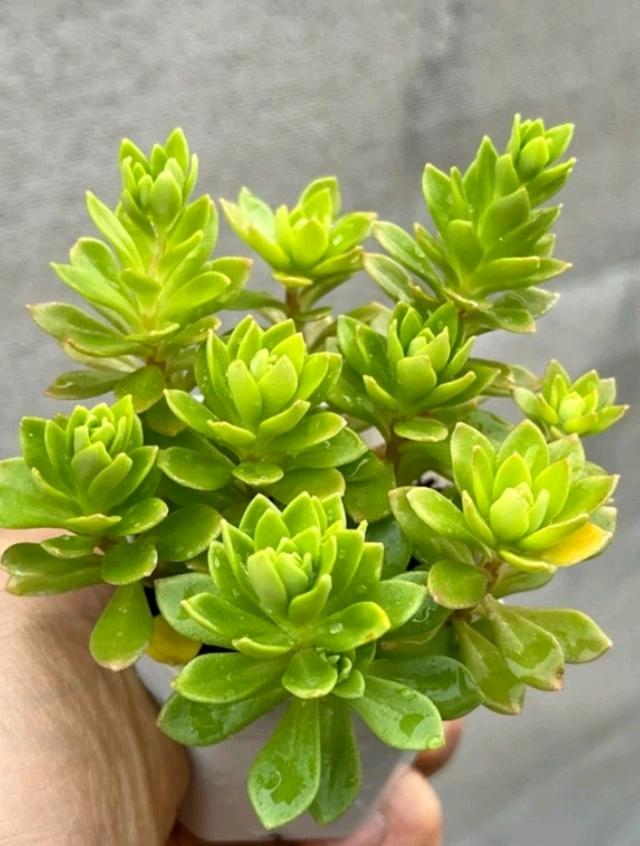 Rose Sedum (กุหลาบหยก) 2