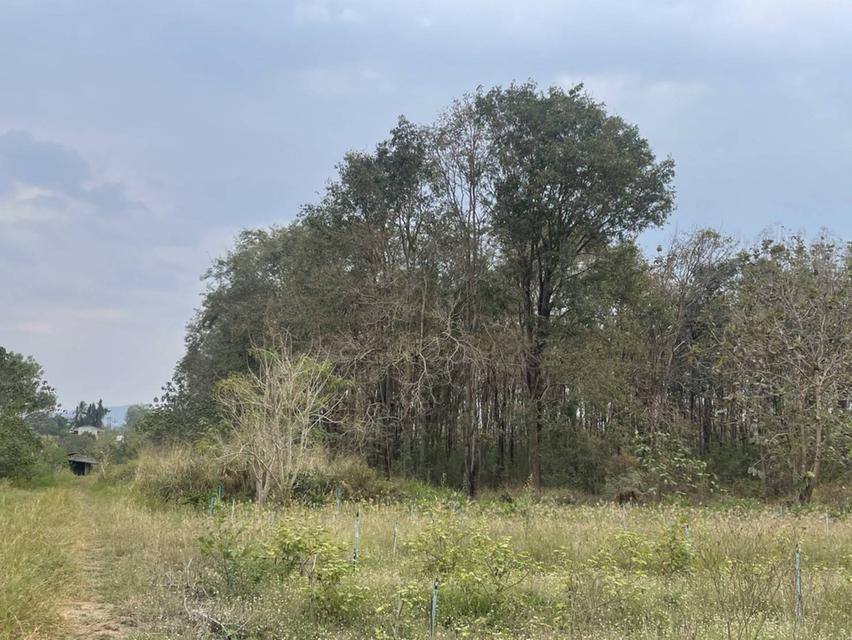 ขายที่ดินตำบลขนงพระเขาใหญ่ปากช่องนครราชสีมา​  ใกล้ สนามกอฟท์ แลนโช่ ชาญวี  พื้นที่​ขนาด 4 ไร่  ขาย12,000,000บาท  เอกสาร​สิทธิ์​ นส3.ก 2