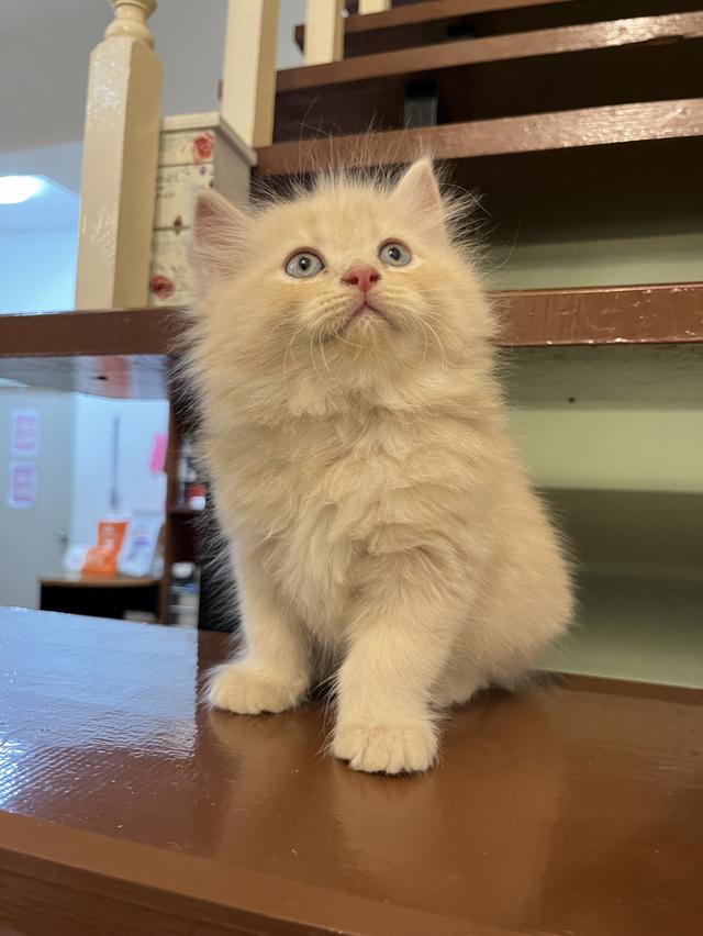 น้องแมวเปอเซีย สีส้มสีครีม 🔥🔥🙏 รูปที่ 15