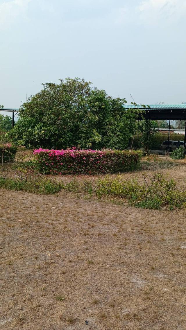 ที่ดิน จังหวัดเชียงใหม่ อำเภอแม่ออน 2