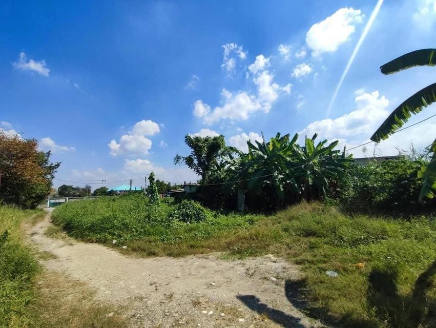 ขายที่ดินในซอยวัดศรีประวัติ ขายด่วน ขายถูก ขายขาดทุน 6