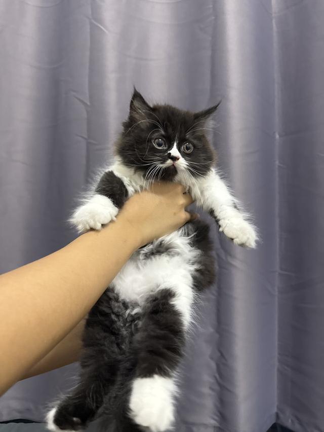 แก้ง 3 ทหารเสือ สก้อตติส+เปอร์เซีย