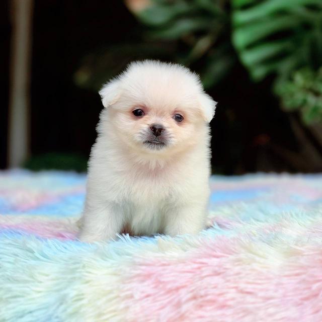 ปอมผสมชิวาวาเพศผู้ 9