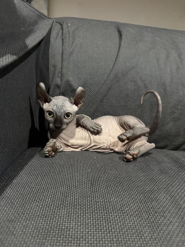 สฟริงเมียขาสั้น เกิด16/8 กทม 3