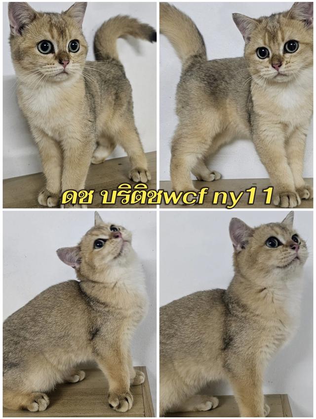 แมวมันช์กิ้น บริติช แร็กดอลรวมในนี้ทักได้เลยค่ะ รูปที่ 15