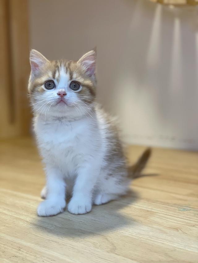 ลูกแมวมันช์กิ้น ขาสั้น และขาปกติ รูปที่ 8