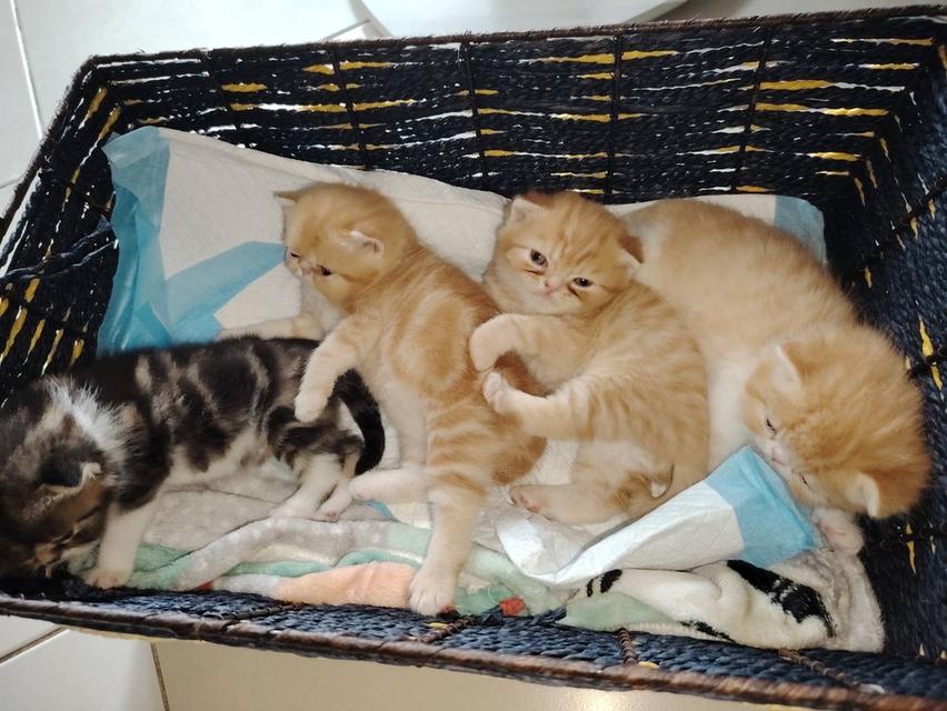 exotic shorthair  3