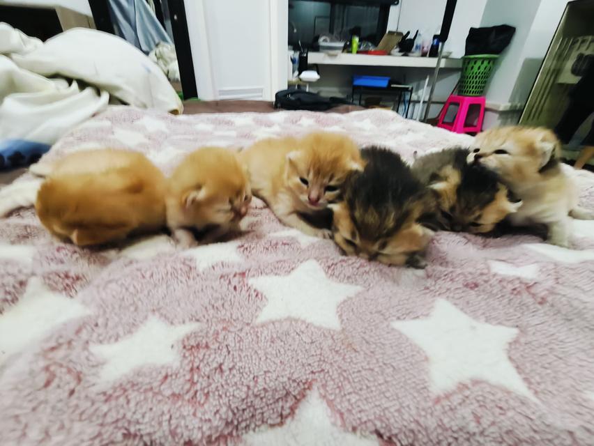 ลูกแมว มันช์กิ้น ขาสั้น หลายตัวหลายสี รูปที่ 2