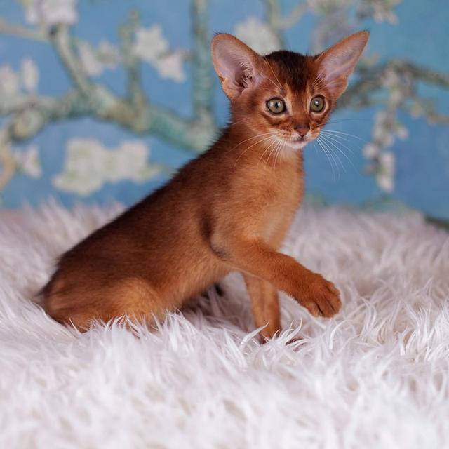 Abyssinian Kittens  WhatsApp me : +66 63 826 3042 รูปที่ 5