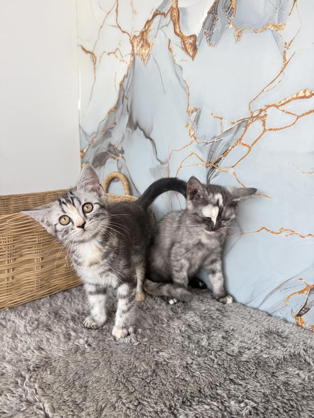 ลูกแมวพันธุ์สก๊อตติชแท้