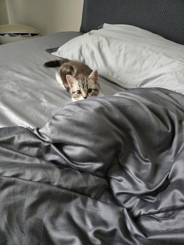 เด็กหญิง พร้อมย้าย พ่อแม่พกใบเพ็ดทั้งคู่ รูปที่ 13