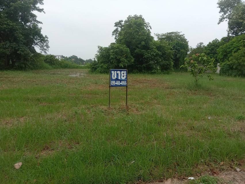 ขายที่ดินเปล่า 235 ตรว. ติดถนนคอนกรีต ติดทะเลสาบขนาดใหญ่ โครงการหมู่บ้านเดอะลากูน 1 1