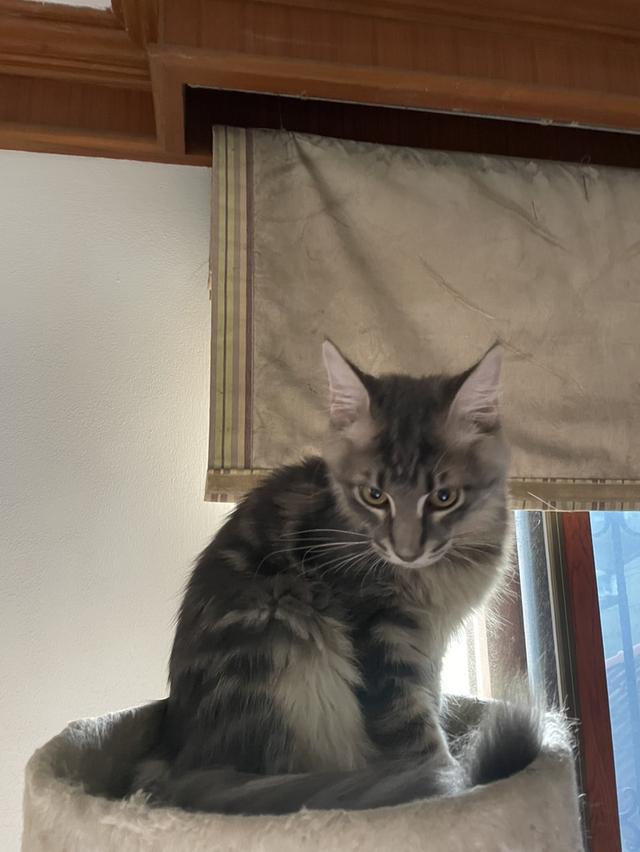 Main coon