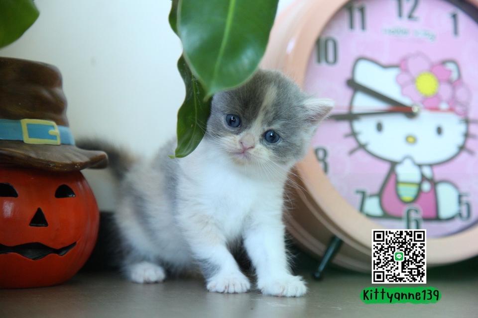 แมวหิมาลายันบริติชแท้ 13