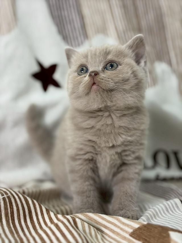 British shothair WCF