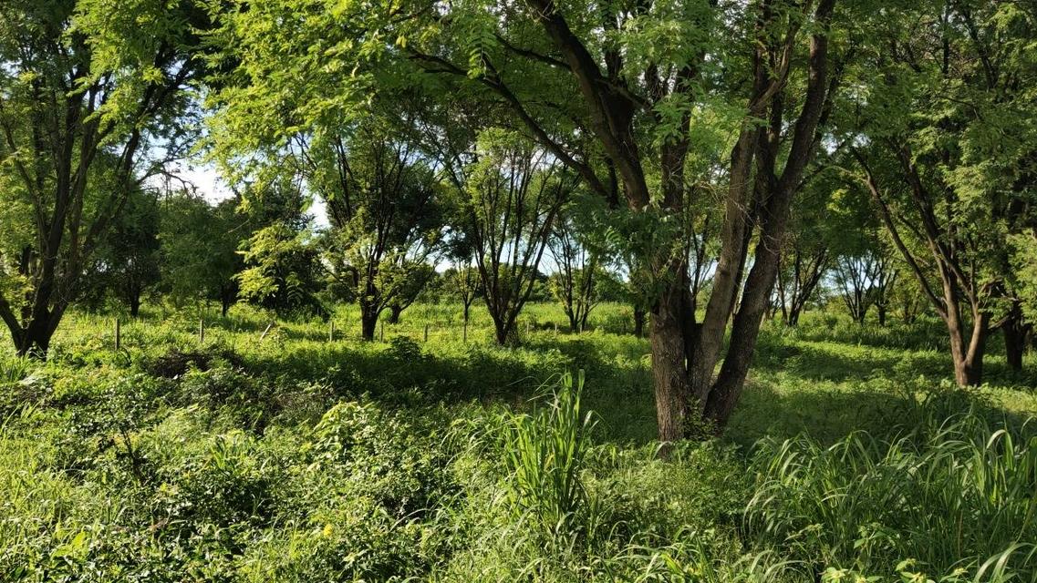 🌳 [ขายด่วน/急售] ที่ดินทองคำ บ้านโป่ง ราชบุรี (550K/ไร่) ติดถนนลาดยาง 3 ด้าน | น้ำไม่ท่วม 100% | เหมาะทำเกษตร โรงงาน และ Wellness Center 13