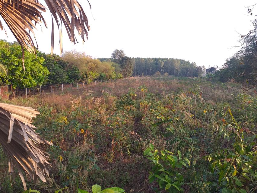 ขายที่ดินว่างเปล่า 2 ไร่ 3