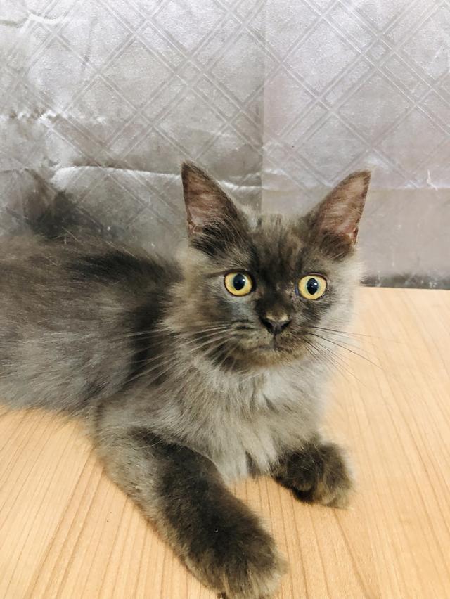 น้องแมวพันธุ์ หิมาลายันผสมชินชิล่า เพศผู้