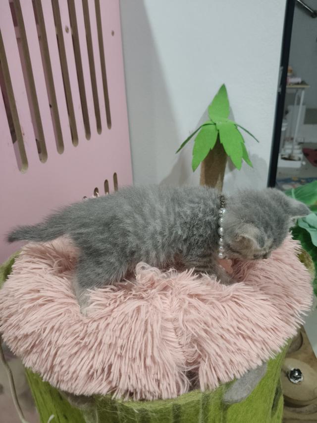 เด็กหญิง เทาลาย สก็อตติช🏠🏡😻 รูปที่ 6
