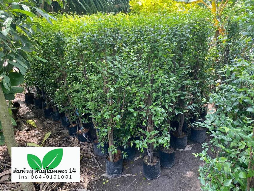 โมก ต้นโมก โมกพวง โมกทำรั้ว