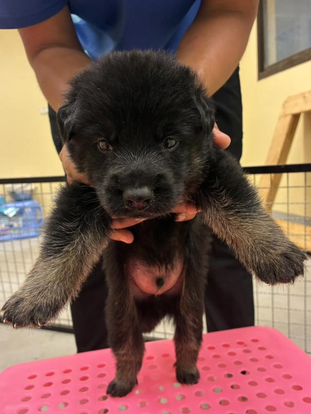 ลูกสุนัขเยอรมันเชพเพิร์ด รูปที่ 6