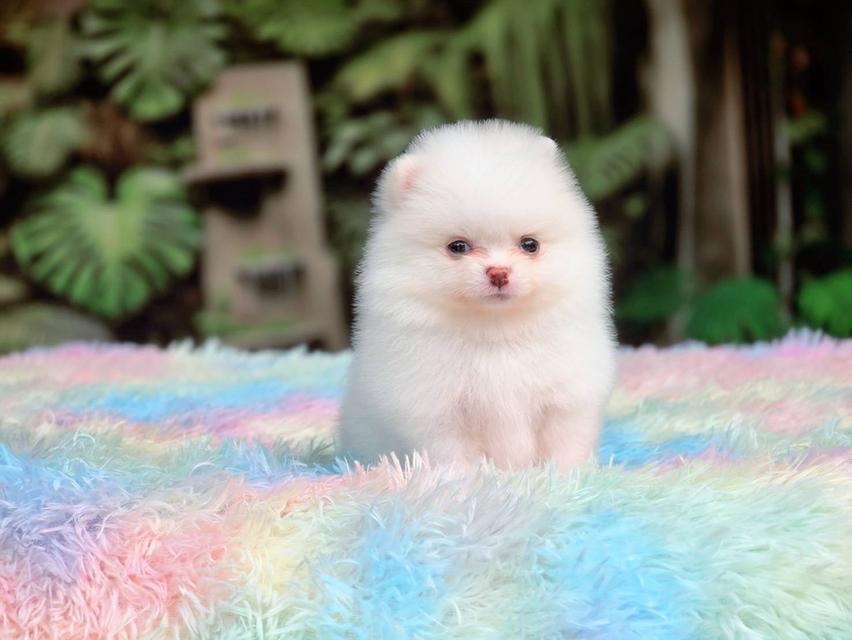 ปอมเมอเรเนียนแท้ ทีคัพ สีขาวเพศเมีย รูปที่ 10