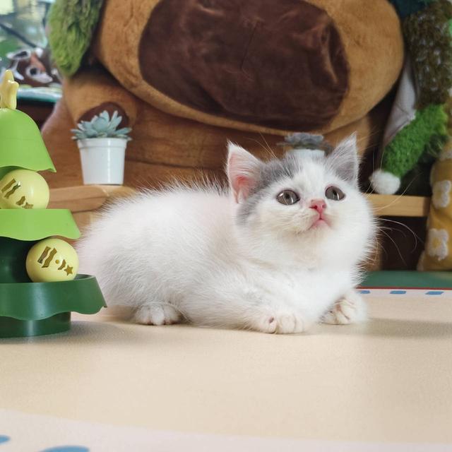 แมว สก๊อตติช Scottish Oscat cattery chiangmai รูปย่อยที่ 4