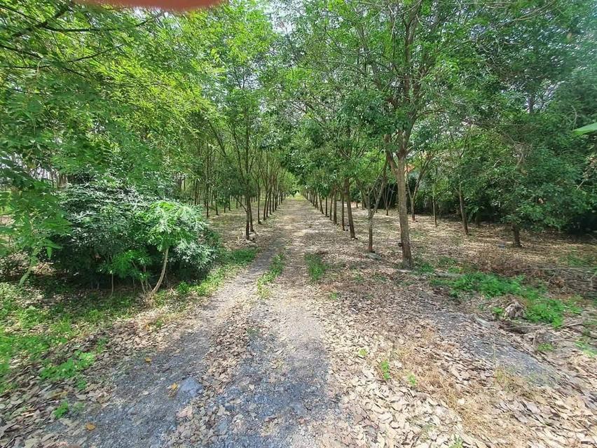ที่ดินอำเภอบ้านฉาง จังหวัดระยอง 1