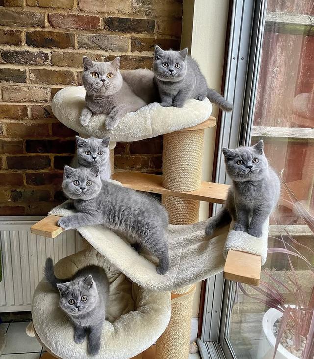 british shorthair kittens for Sale
