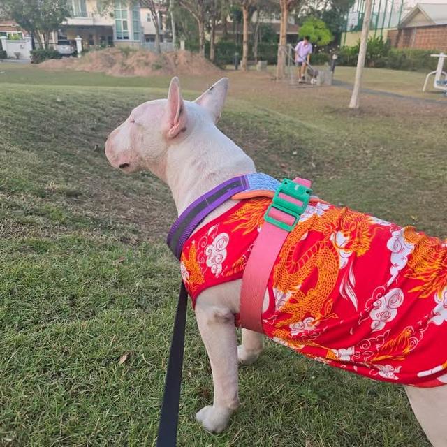 ขาย Bull Terrier สองตัว 6