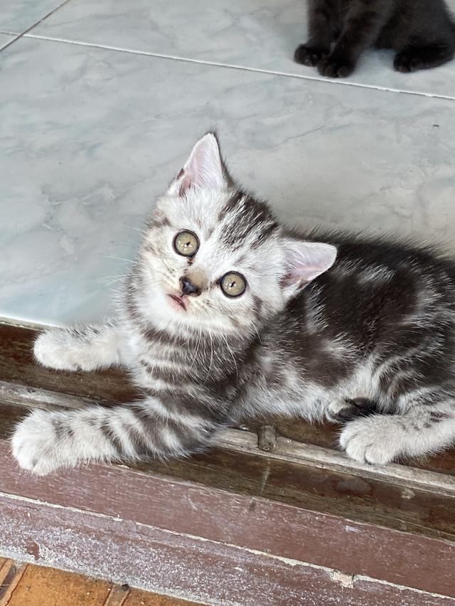 แมวสก้อตติชโฟล์ด แบ่งเลี้ยง