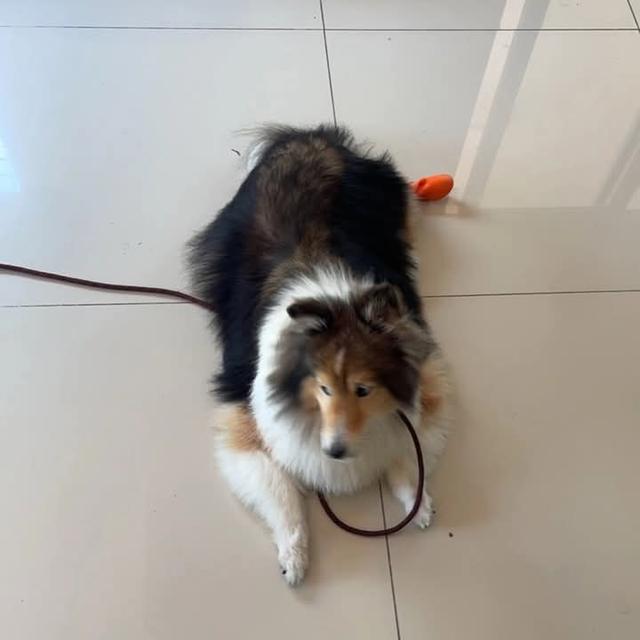 ขาย Shetland Sheepdog สองตัว