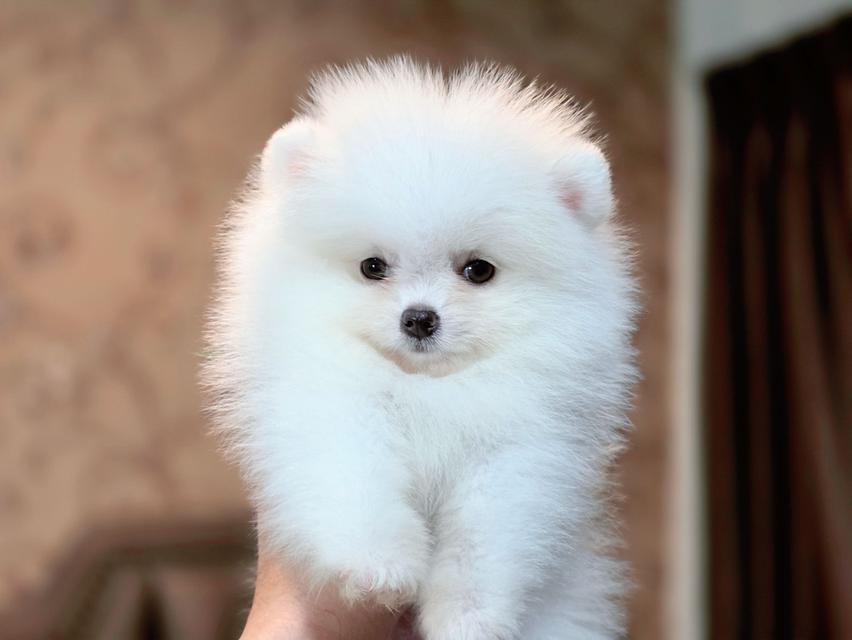 ปอมเมอเรเนียนแท้ พิกัดรามอินทรา 3