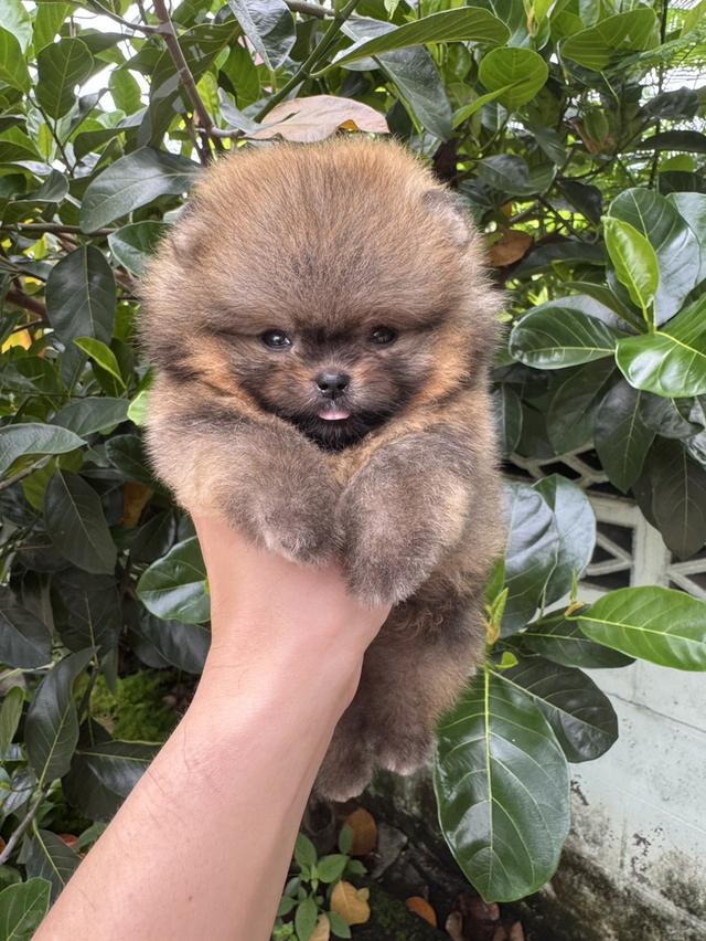 ลูกสุนัขปอม หน้าหมี ไซส์จิ๋ว