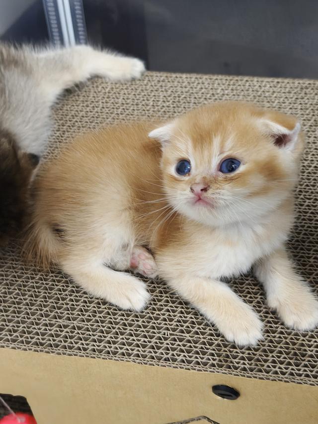 ลูกแมว สีส้มสี🍊น้ำตาล🐻หูพับและไม่พับ มันกินช์ขาปกติ รูปที่ 5