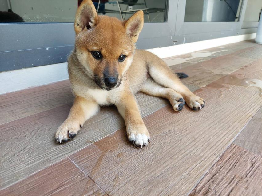 ลูกชิบะอินุ พันธุ์แท้ Shiba Inu ขายด่วน 11