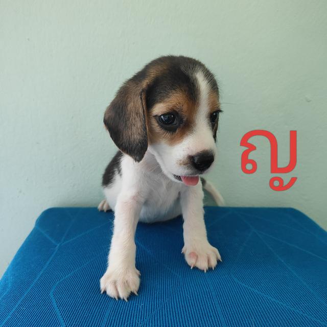 ลูกบีเกิ้ล 45วัน 2