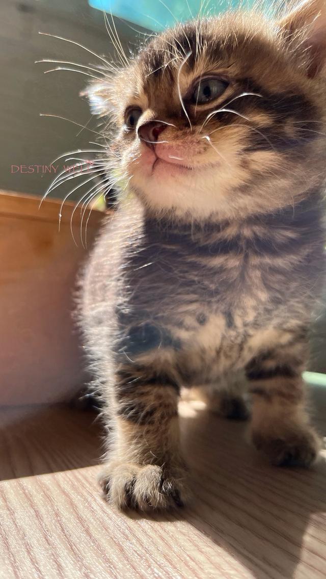 แมวสก๊อตติชโฟลด์ มีใบเพด scfc รูปที่ 13