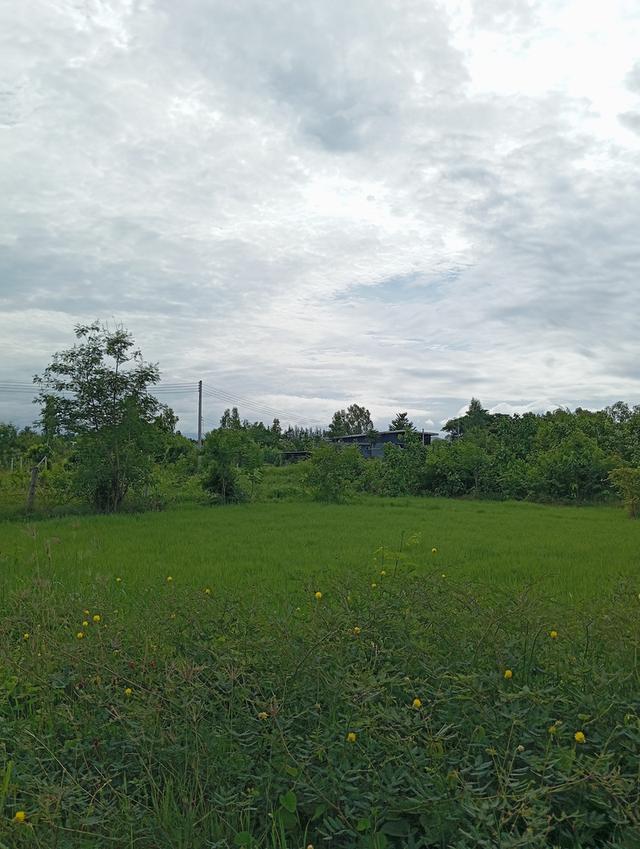 ที่ดินเปล่า 100 ตรว. 7