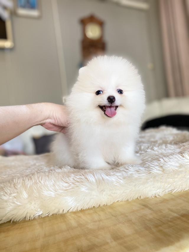 ปอมแท้ อายุ2เดือน มีหลายตัวให้เลือก ราคากันเอง