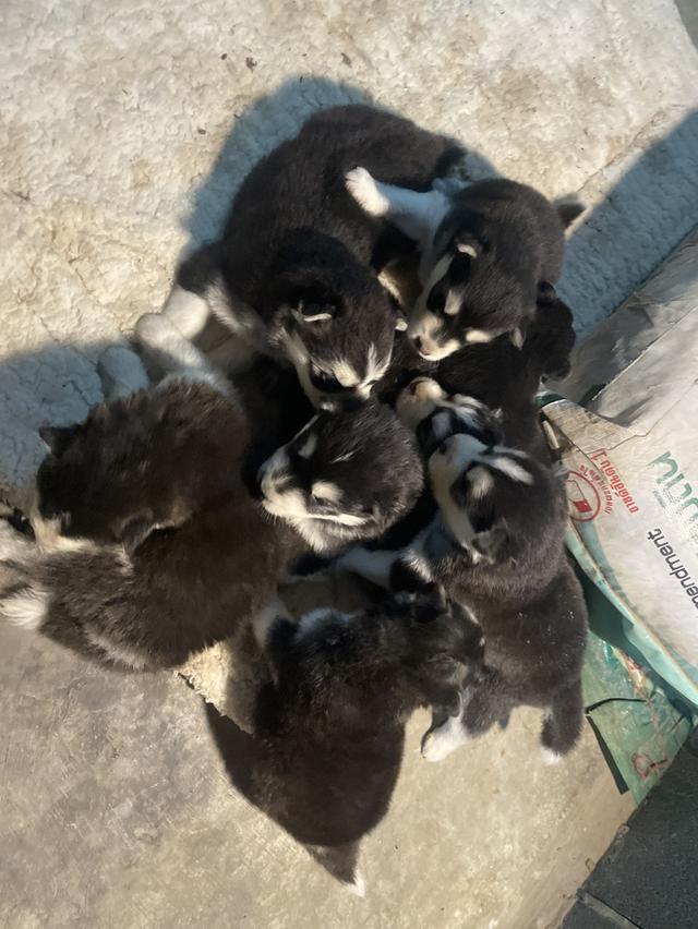 ไซบีเรียฮัสกี้ วูลลี้โค้ล