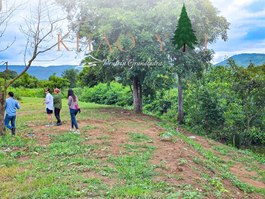 บรรยากาศเขาใหญ่ ปากช่อง #ติดลำธาร  เพียง 7,500/ตรว. ผ่อน12งวด #ฟรีดอกเบี้ย 6