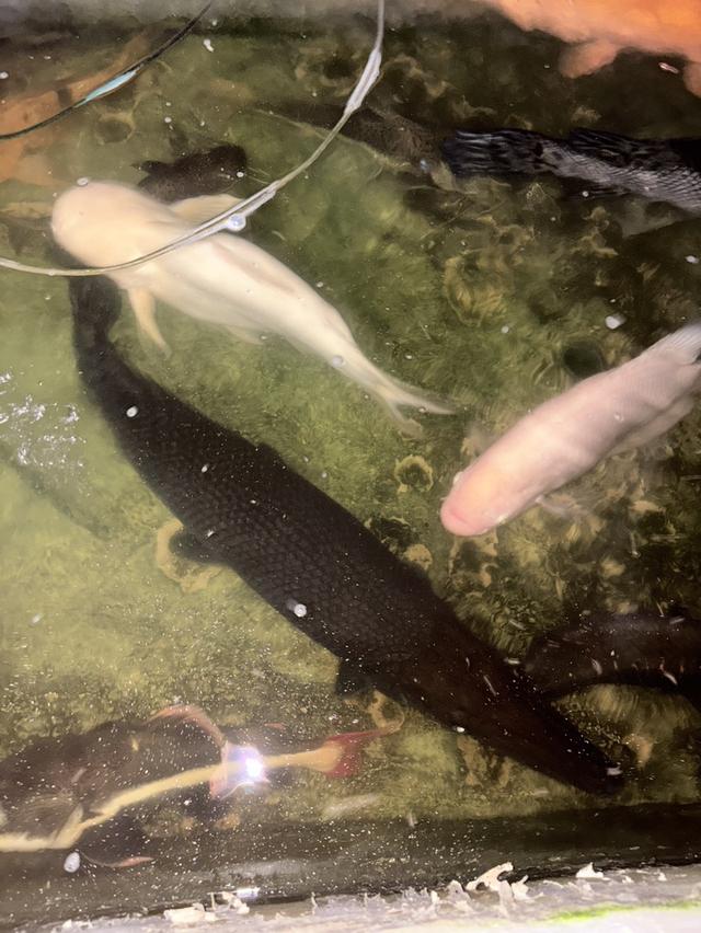 ปลาอริเกเตอร์ ไซส์90-100cm.