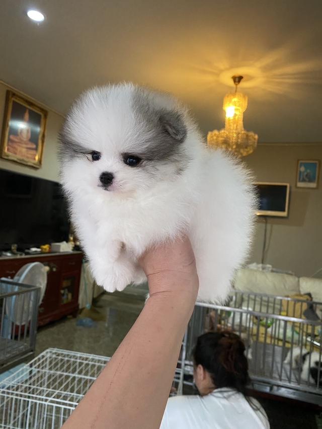 ลูกปอมปอมแท้ อายุ50วัน ราคากันเอง สอบถามได้ค่ะ รูปที่ 6