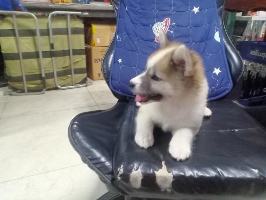 ลูกหมาบางแก้ว เพศเมีย 7