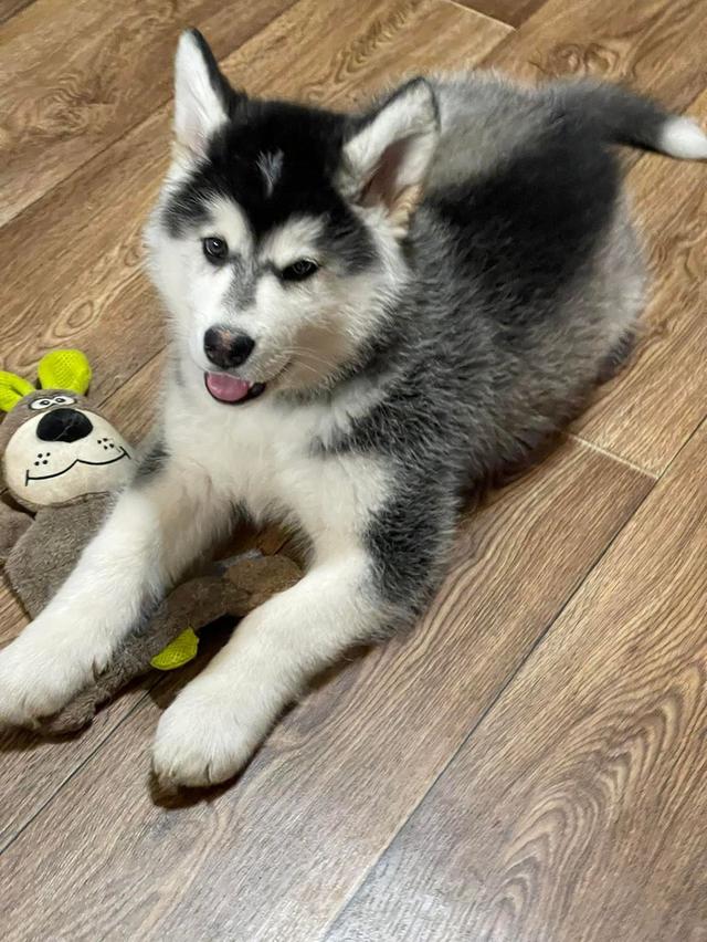 Alaskan Malamute Puppies Available รูปที่ 3