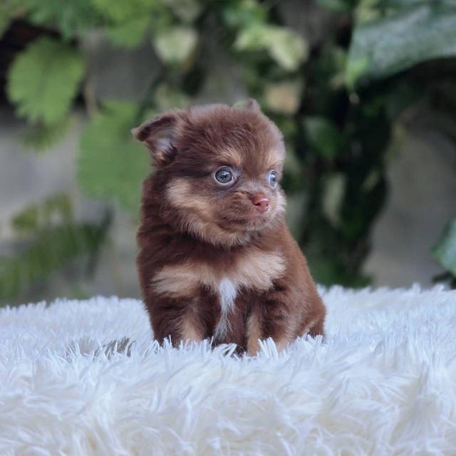 ชิวาวาแท้ ขนยาวสีช็อค ผู้ 10